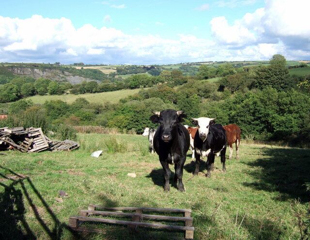 Distant quarry, distant chapel. Young cattle, looking at me looking at them, but the view beyond takes in the old slate quarry at Glogue and further east, barely visible directly above the red cow's rump and just below the horizon, the roof of the chapel of Llwynyrhwrdd near Tegryn 516143.