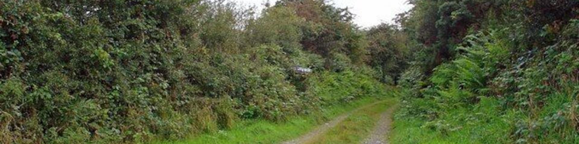 Track to Pen-lan-fâch, Llanfyrnach