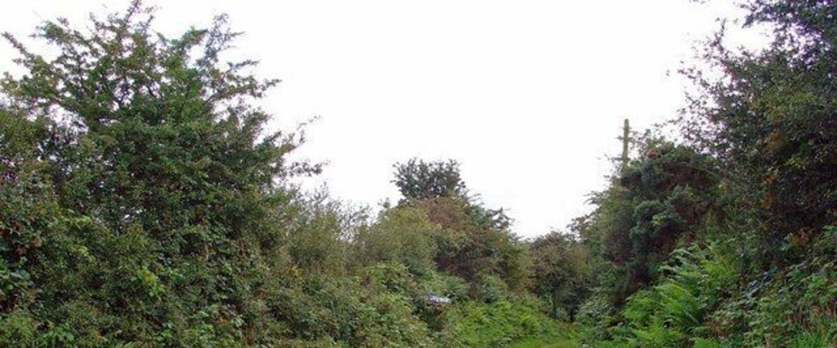 A narrow gravel path surrounded by dense greenery and trees.