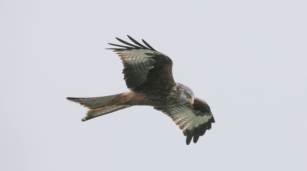 Borth, United Kingdom