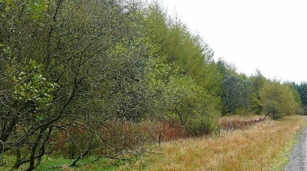 Near Twyn y Bloedd The map shows the forest as being all conifer. But in this part there are many broad-leaved trees.