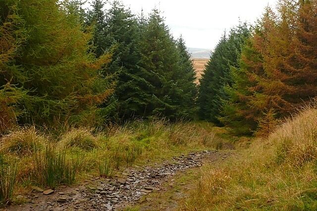 Confusion of tracks The tracks in this part of the forest do not exactly correspond with those shown on the 1:25K map, although this one is shown.