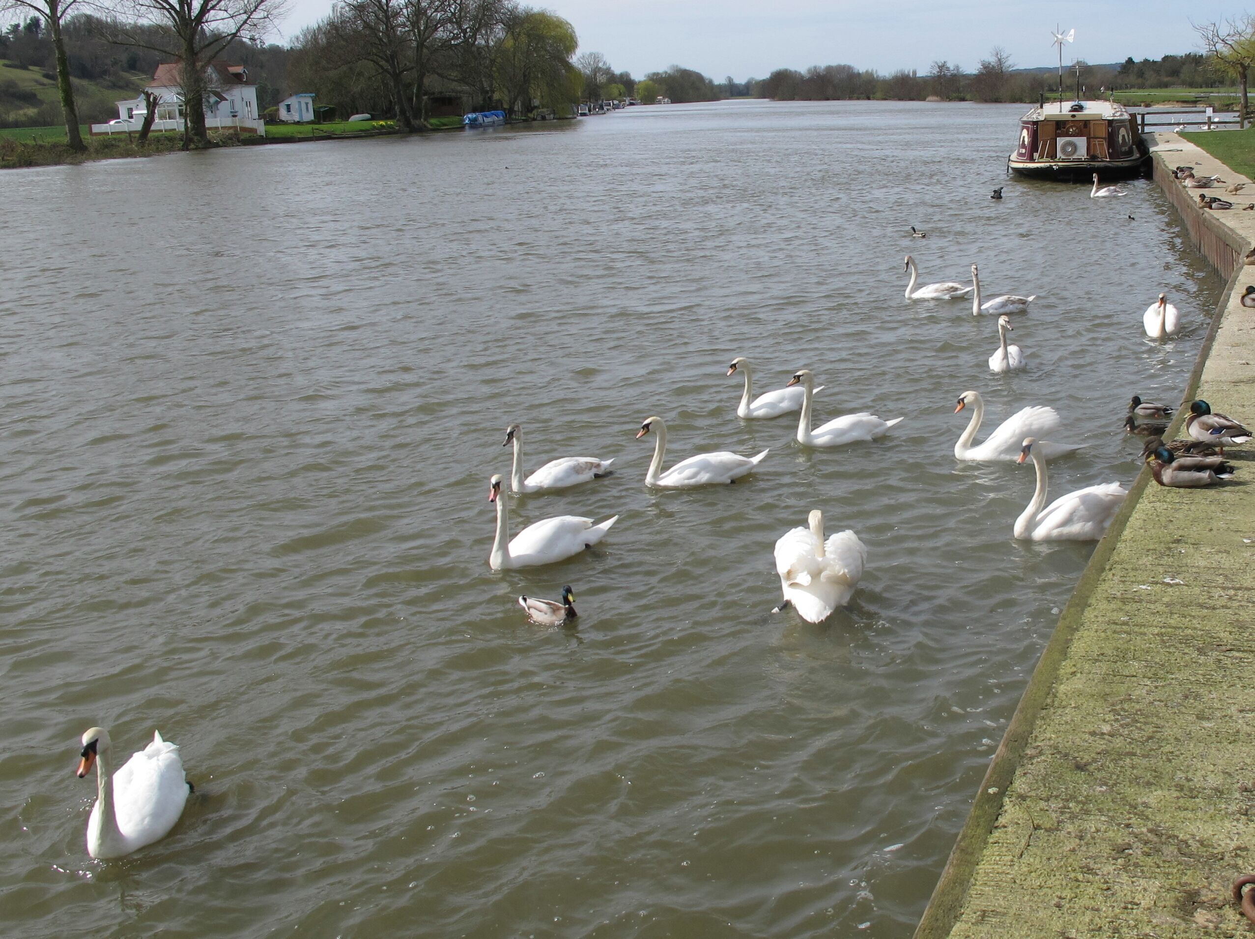 Swans on the Thames, Spade Oak View upriver from the wharf.