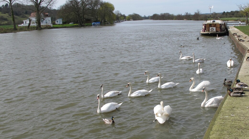 Swans on the Thames, Spade Oak View upriver from the wharf.
