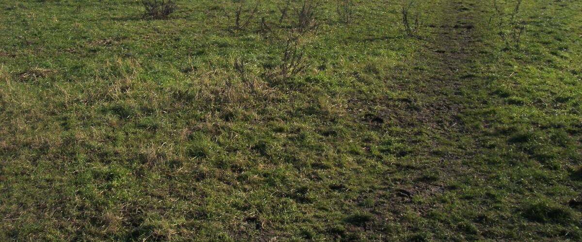 A vast open field with a line of trees in the distance.