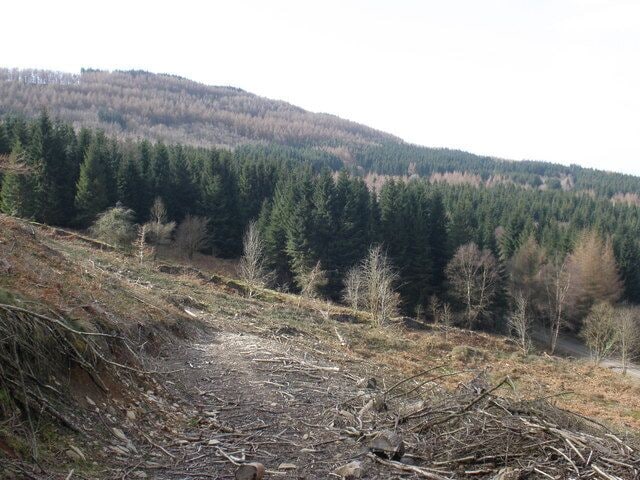A forested hillside with a dirt path leading up.