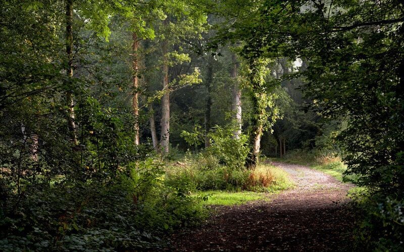 Hawkhirst Road Kenley Hawkhirst Road Kenley heading through the woods as a bridleway.