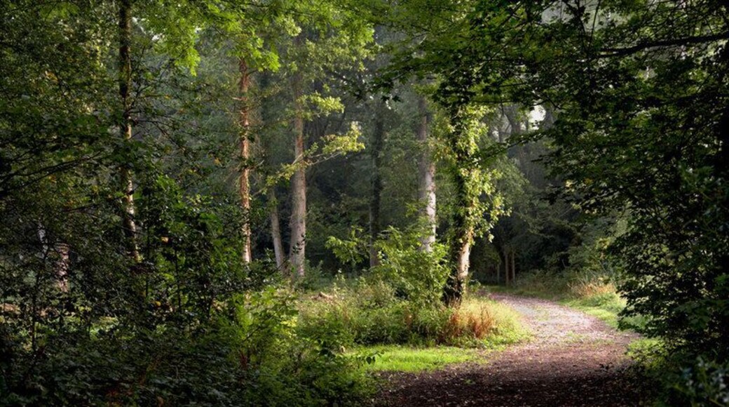 Hawkhirst Road Kenley Hawkhirst Road Kenley heading through the woods as a bridleway.
