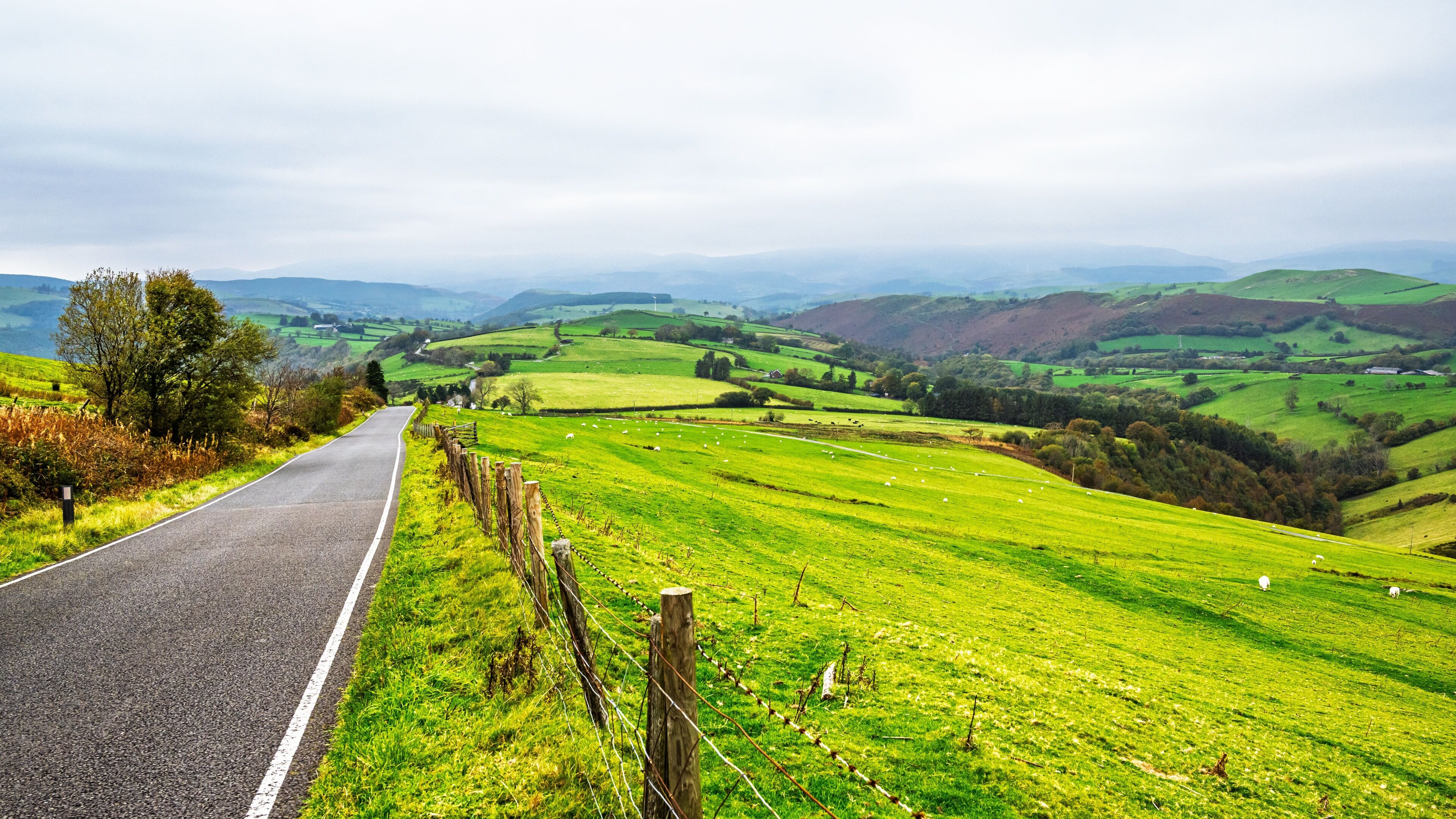A rural road winding through green fields with sheep grazing.