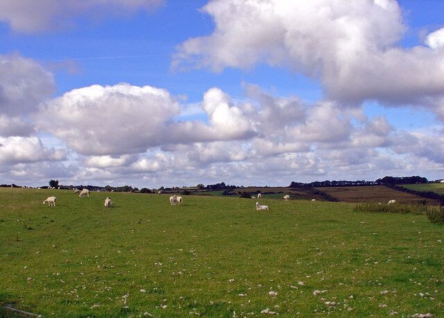 Sheep field at Gelligenlas, Llanarth