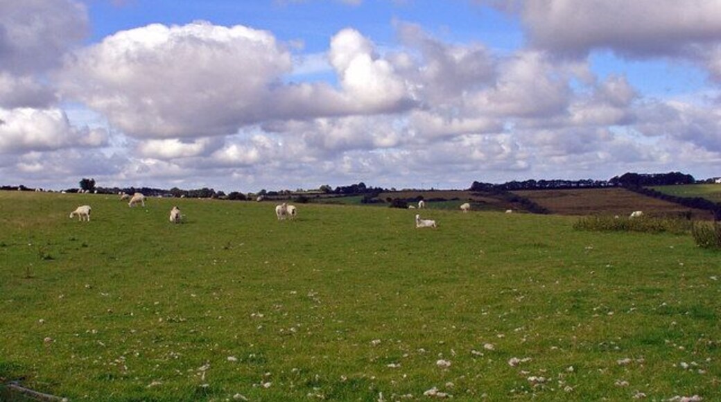 Sheep field at Gelligenlas, Llanarth