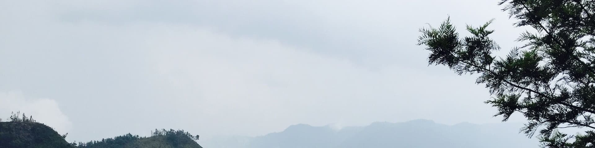 A lush green tea plantation on a hillside with a misty mountain backdrop.