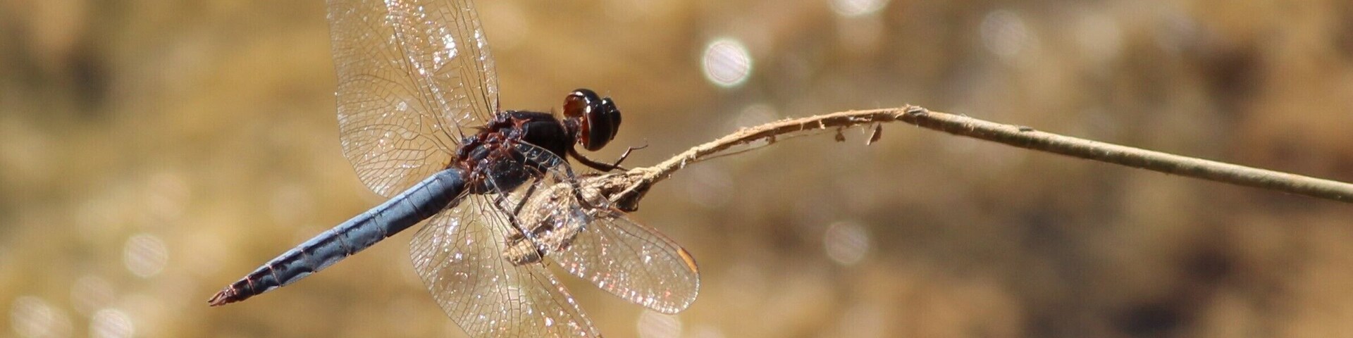 Dragonfly near the banks of the Roper River. One of the few creatures that did not want to eat me!