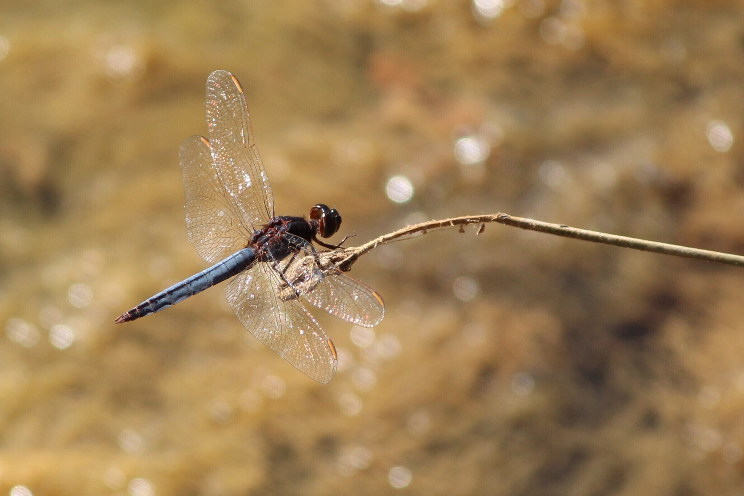 A dragonfly perched on a branch.