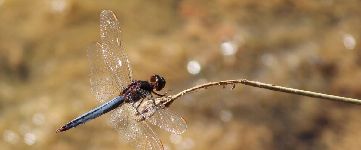 A dragonfly perched on a branch.