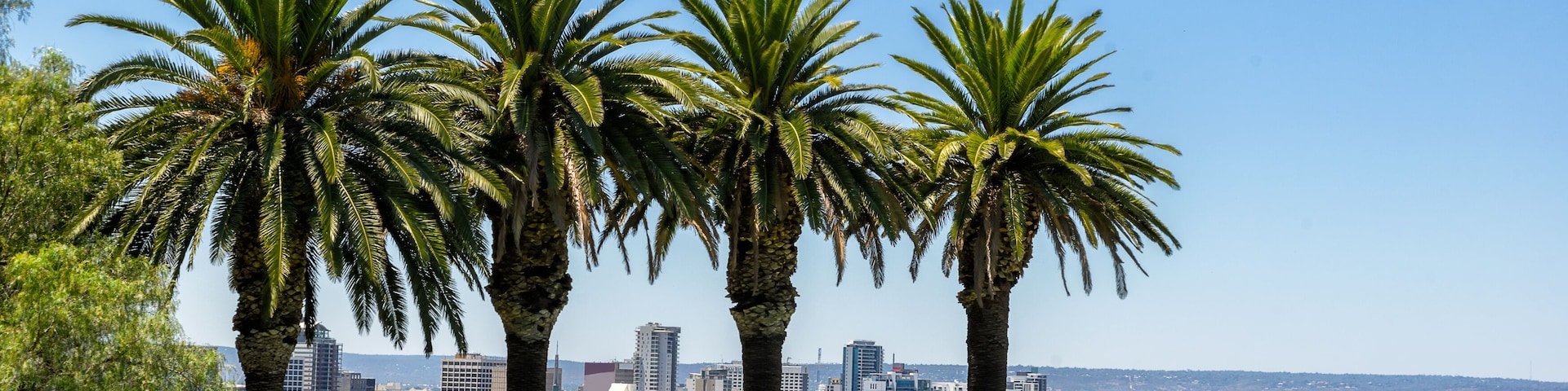 Looking through the palm trees in Kings Park to Perth; Shutterstock ID 378446419; Purchase Order: -