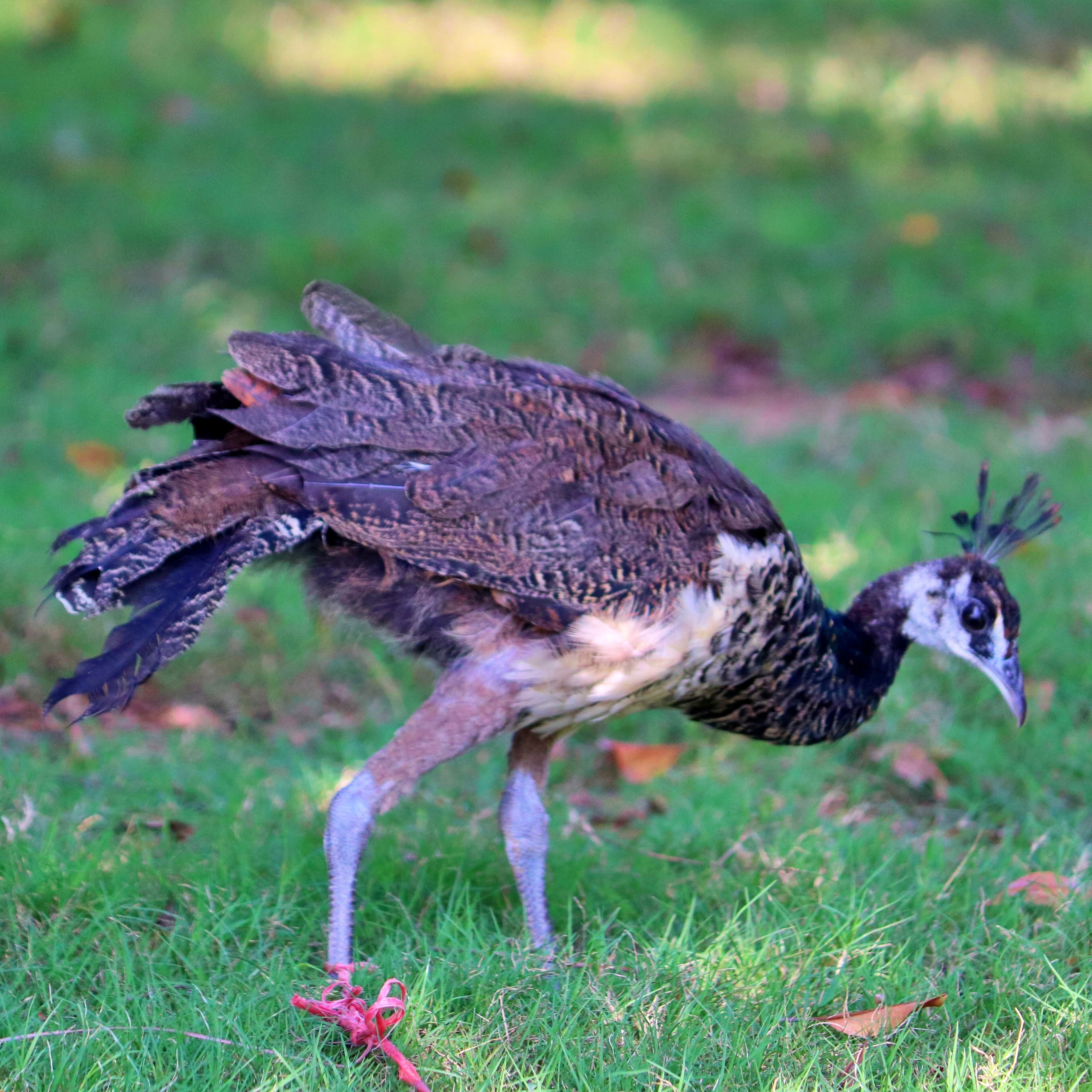 A peacock with a long neck and elaborate tail feathers walking on grass.