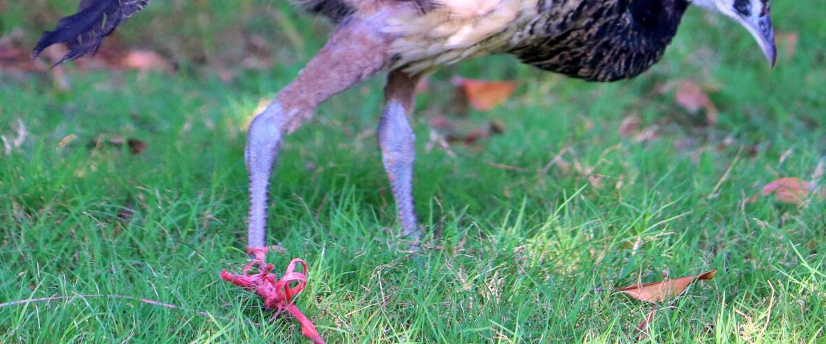 A peacock with a long neck and elaborate tail feathers walking on grass.
