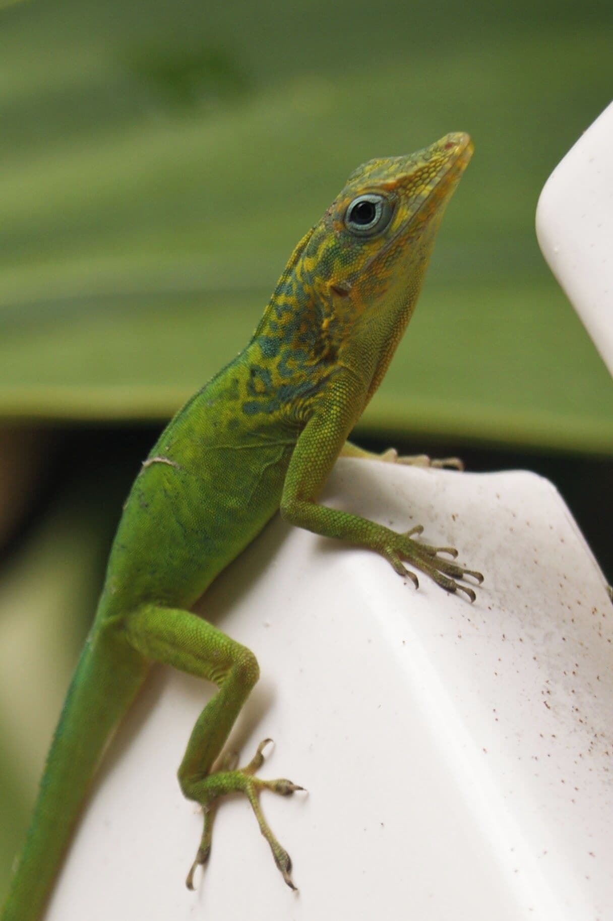 La faune sauvage, mais curieuse d'une bananeraie. #Wildlife