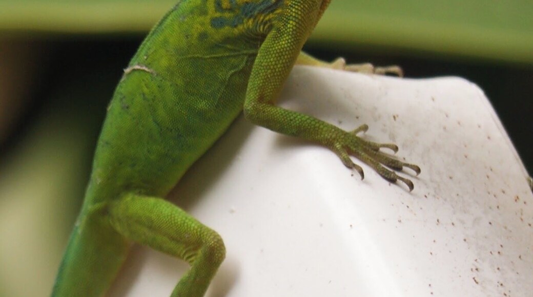 La faune sauvage, mais curieuse d'une bananeraie. #Wildlife