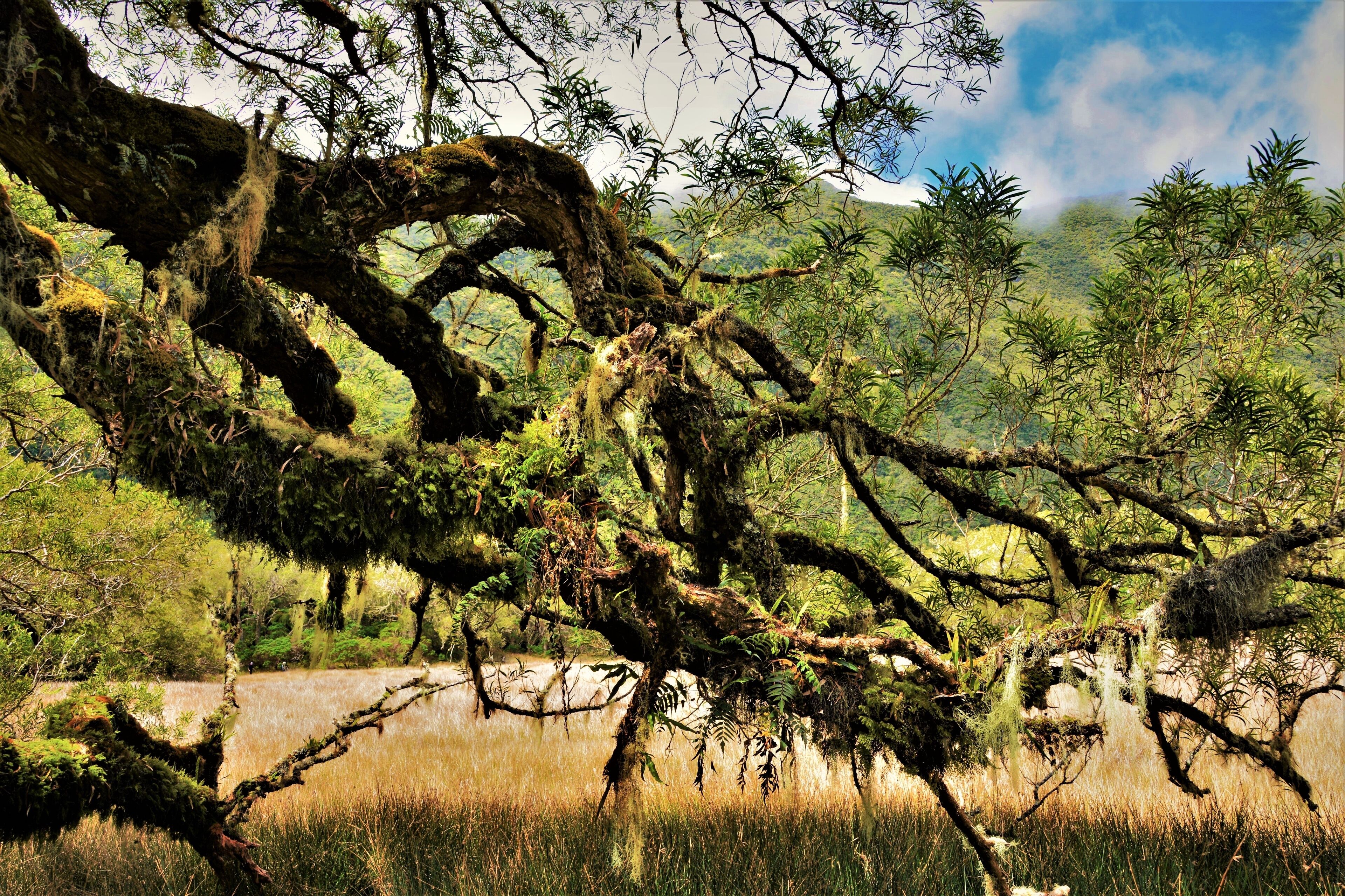Magical place hidden in the Bébour primary forest as seen while hiking to La Plaine-des-Palmistes (Reunion Island)