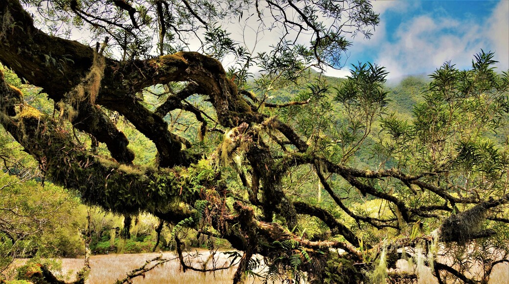Magical place hidden in the Bébour primary forest as seen while hiking to La Plaine-des-Palmistes (Reunion Island)