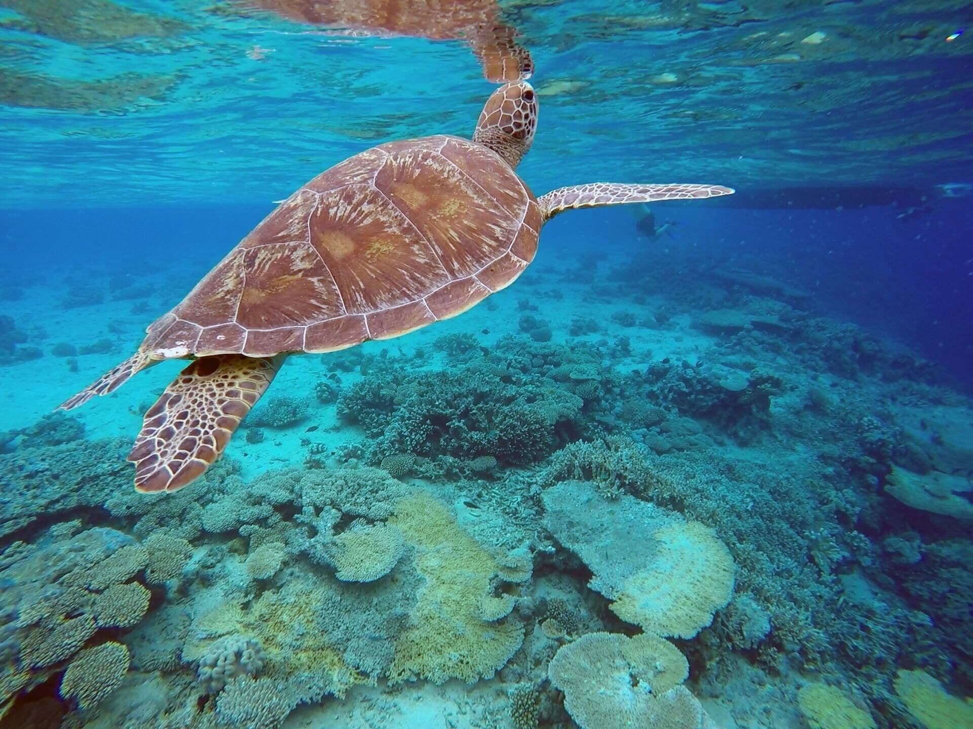 A sea turtle swimming over a coral reef.