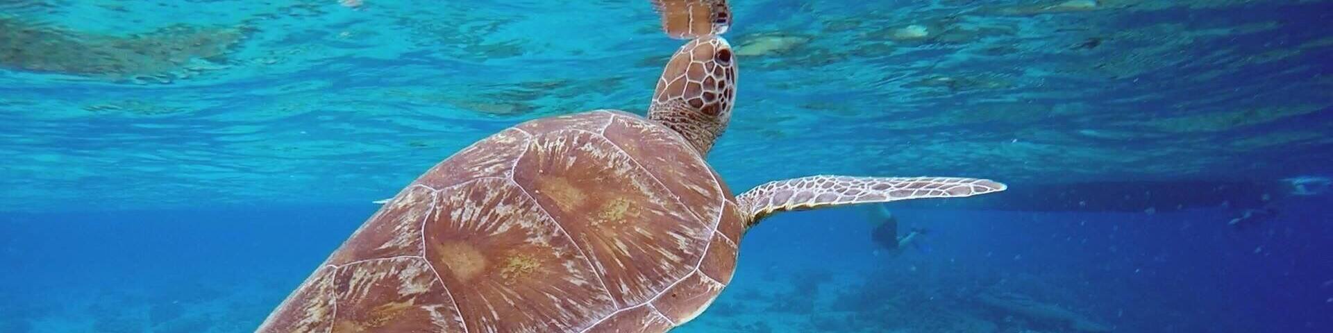 A sea turtle swimming over a coral reef.