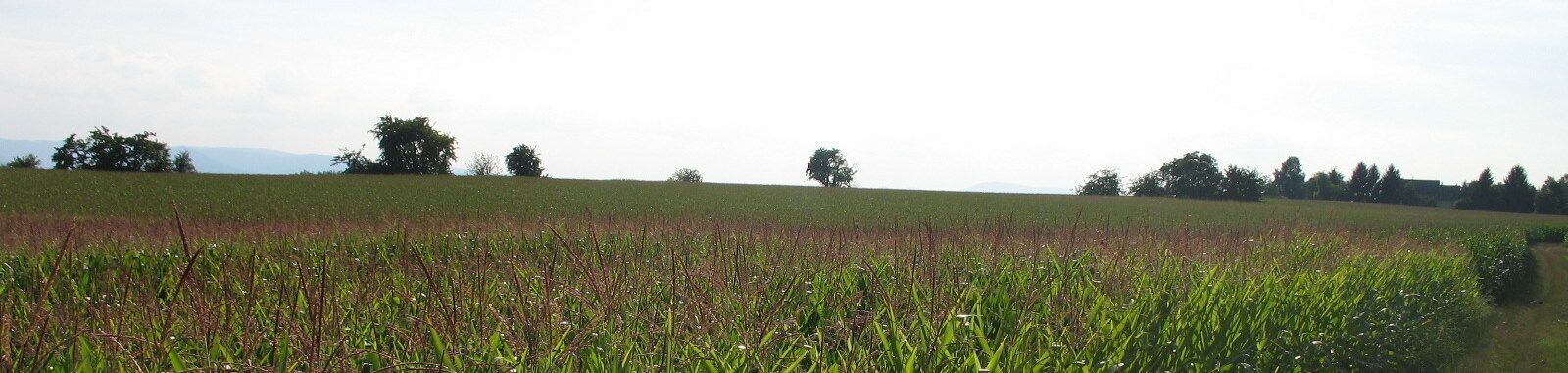 A field with a mix of green and brown crops, a dirt path, and scattered trees in the background.