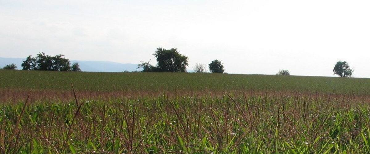 A field with a mix of green and brown crops, a dirt path, and scattered trees in the background.