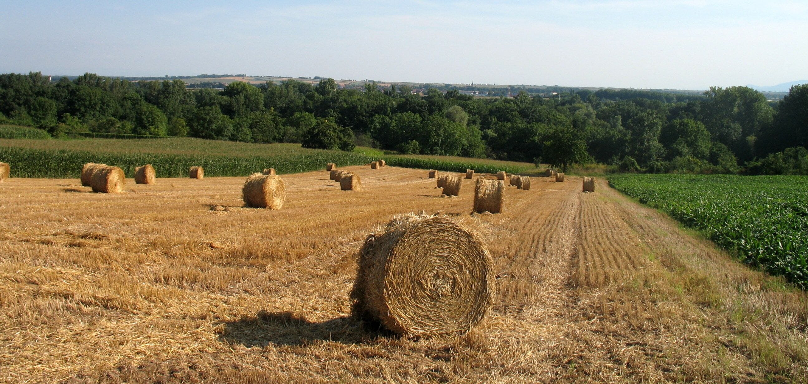 Fields (looking South)