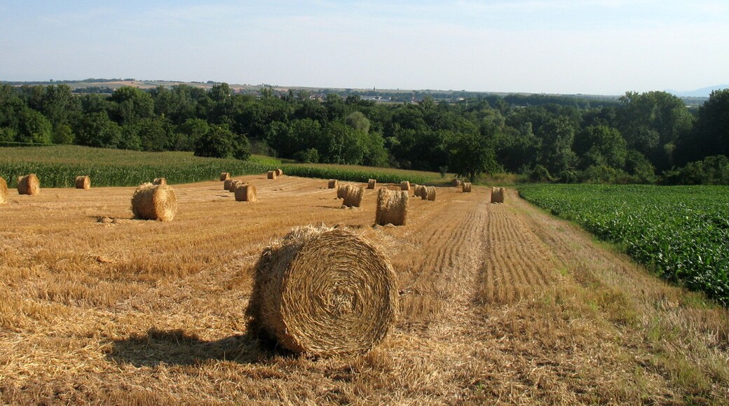 Fields (looking South)