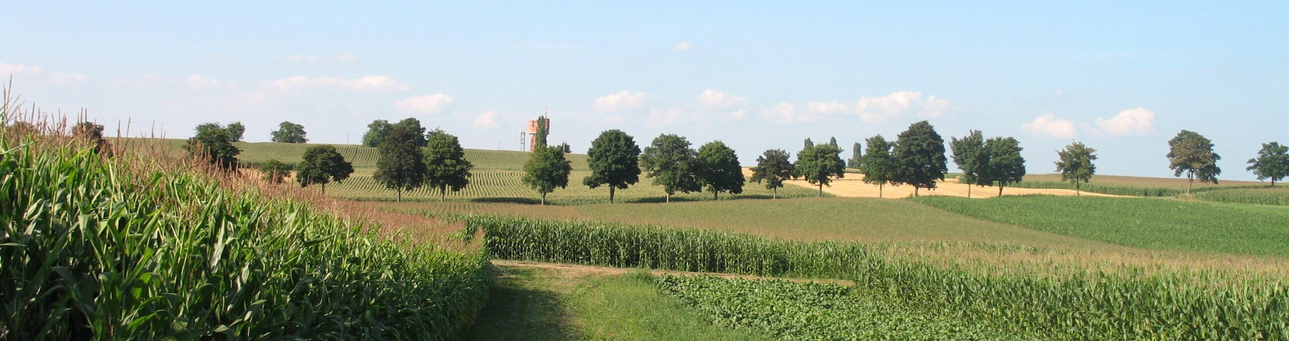 Fields (looking North)
