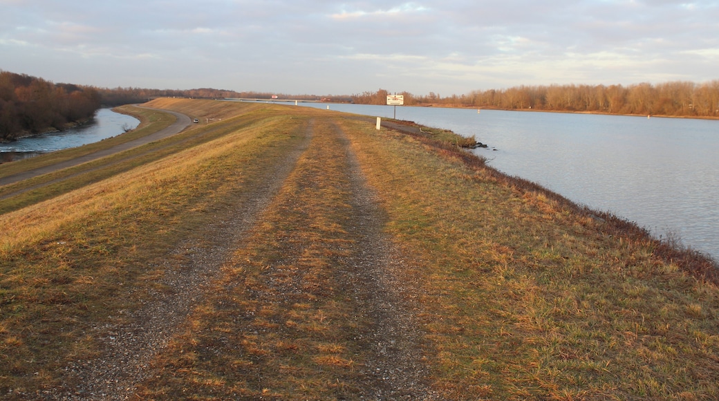 Rhein auf der französischen Seite südwestlich der Staustufe Iffezheim Camera location 48° 49′ 20.33″ N, 8° 06′ 08.51″ E View this and other nearby images on: OpenStreetMap - Google Earth 48.822313; 8.102365