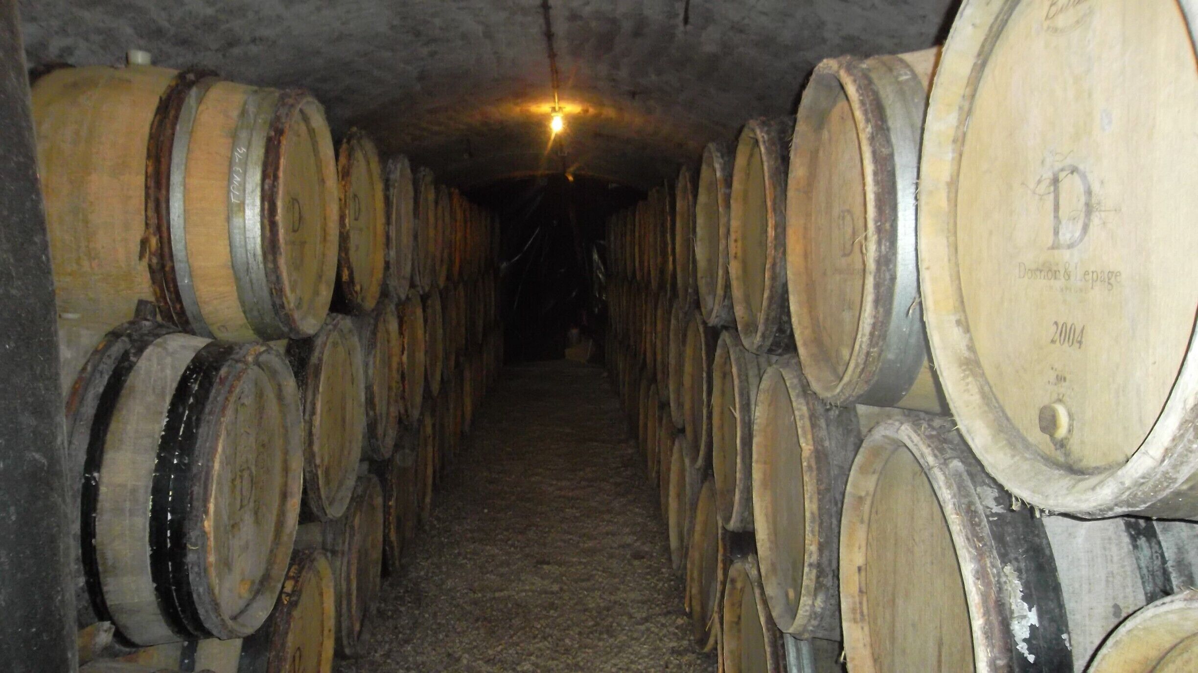 A dimly lit cellar with rows of wooden wine barrels.