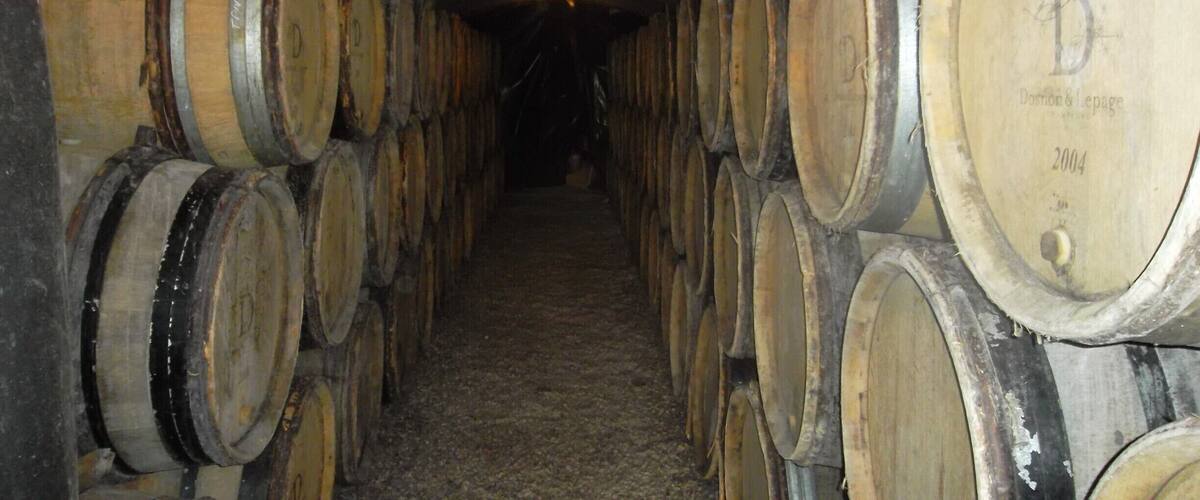 A dimly lit cellar with rows of wooden wine barrels.