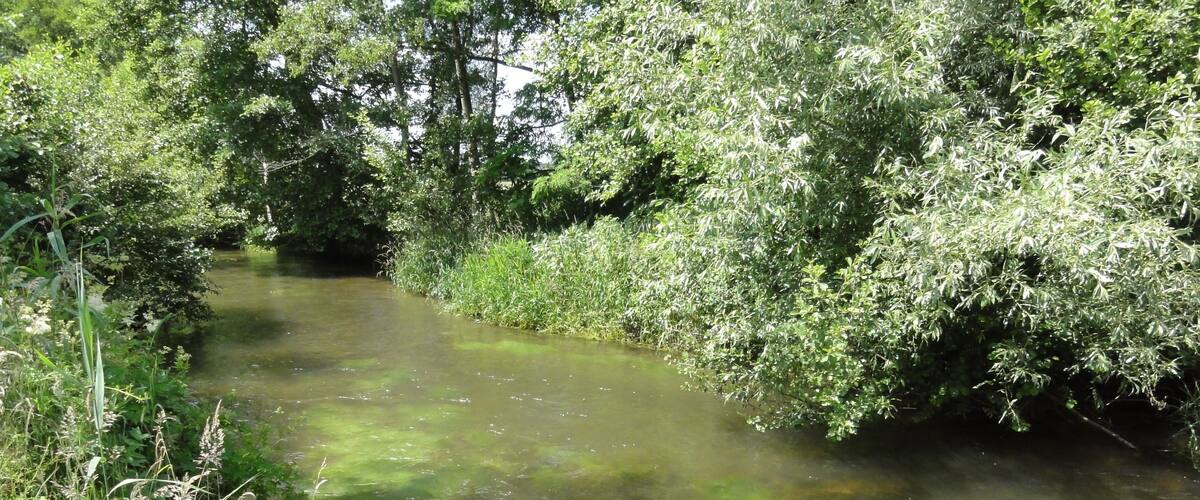 A clear stream surrounded by dense greenery and trees.