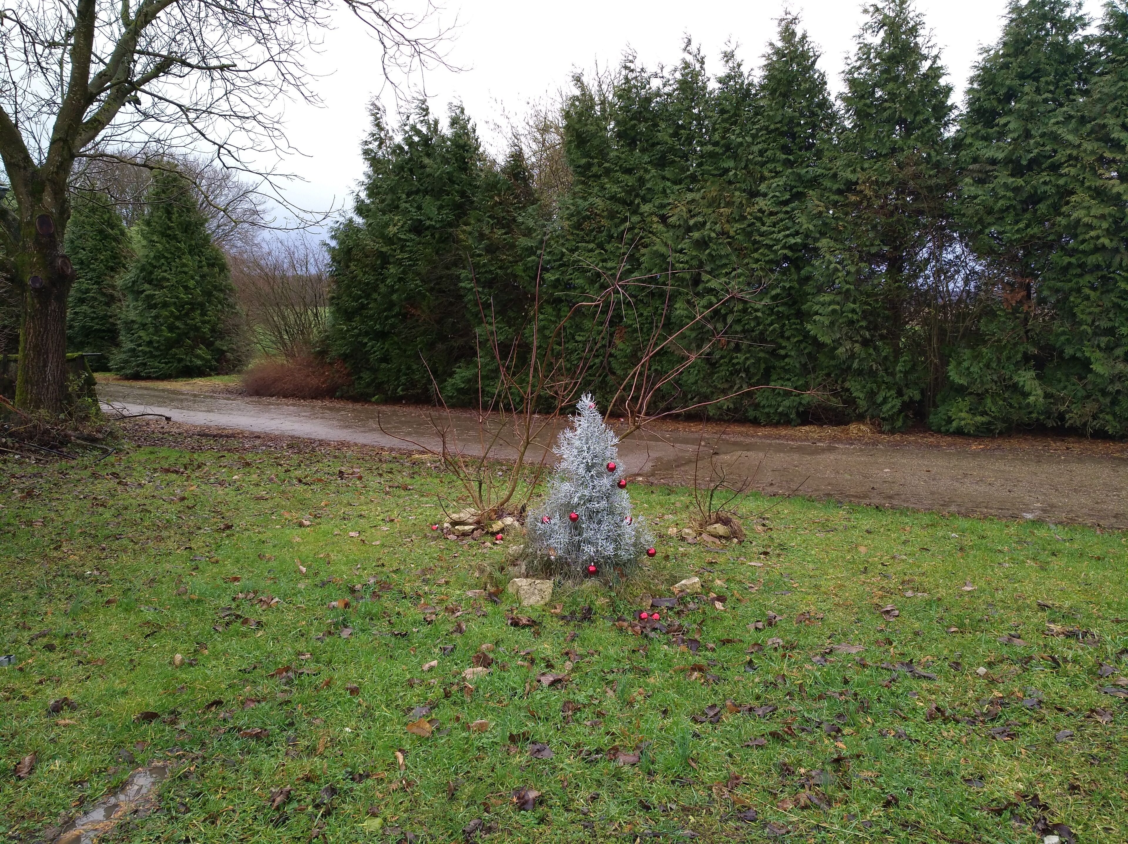 A small Christmas tree in a grassy area with a dirt path and dense trees in the background.