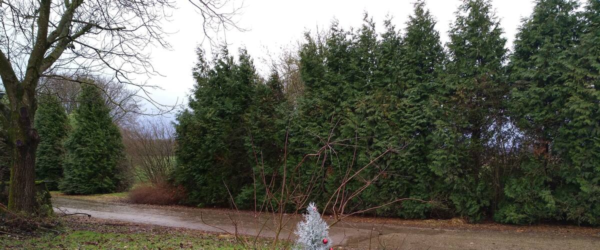 A small Christmas tree in a grassy area with a dirt path and dense trees in the background.
