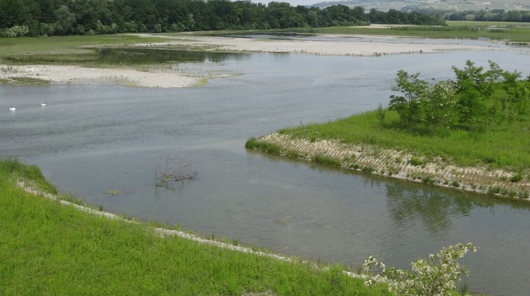 The renatured Rhine island at Village-Neuf, near Kembs (Alsace).
