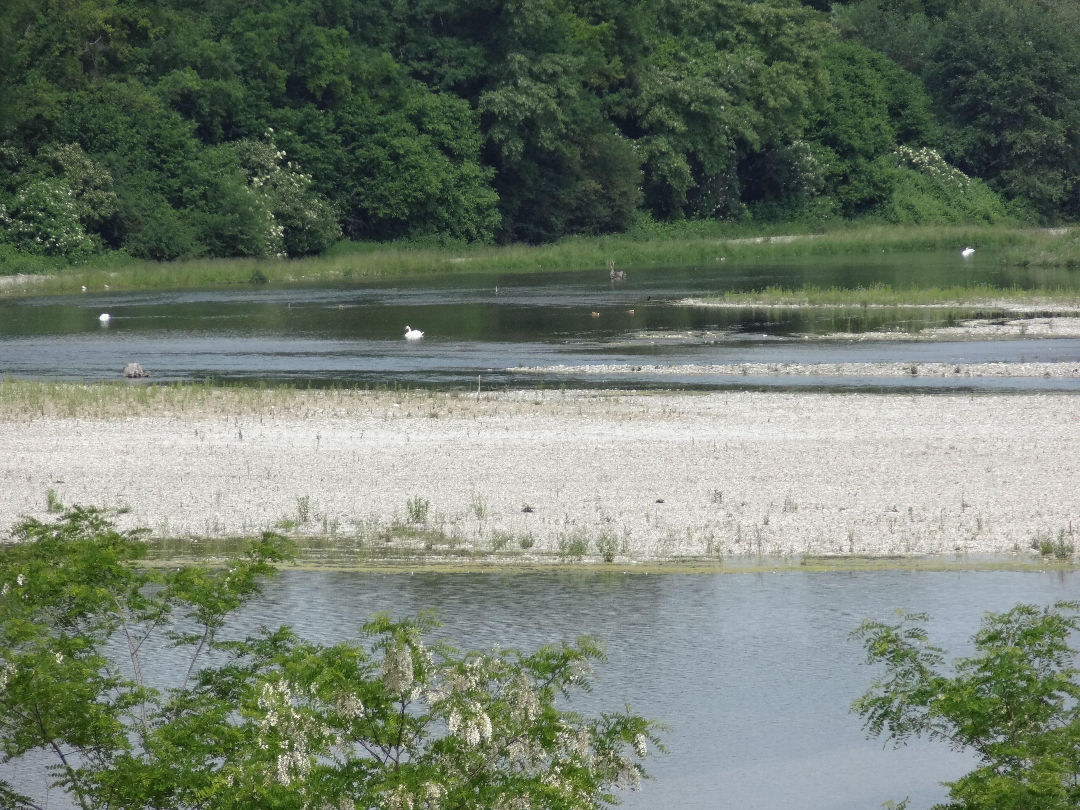 Birds on the Rhine island at Village-Neuf, near Kembs (Haut-Rhin, Alsace).