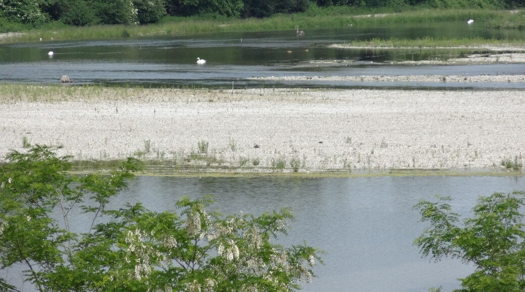 Birds on the Rhine island at Village-Neuf, near Kembs (Haut-Rhin, Alsace).