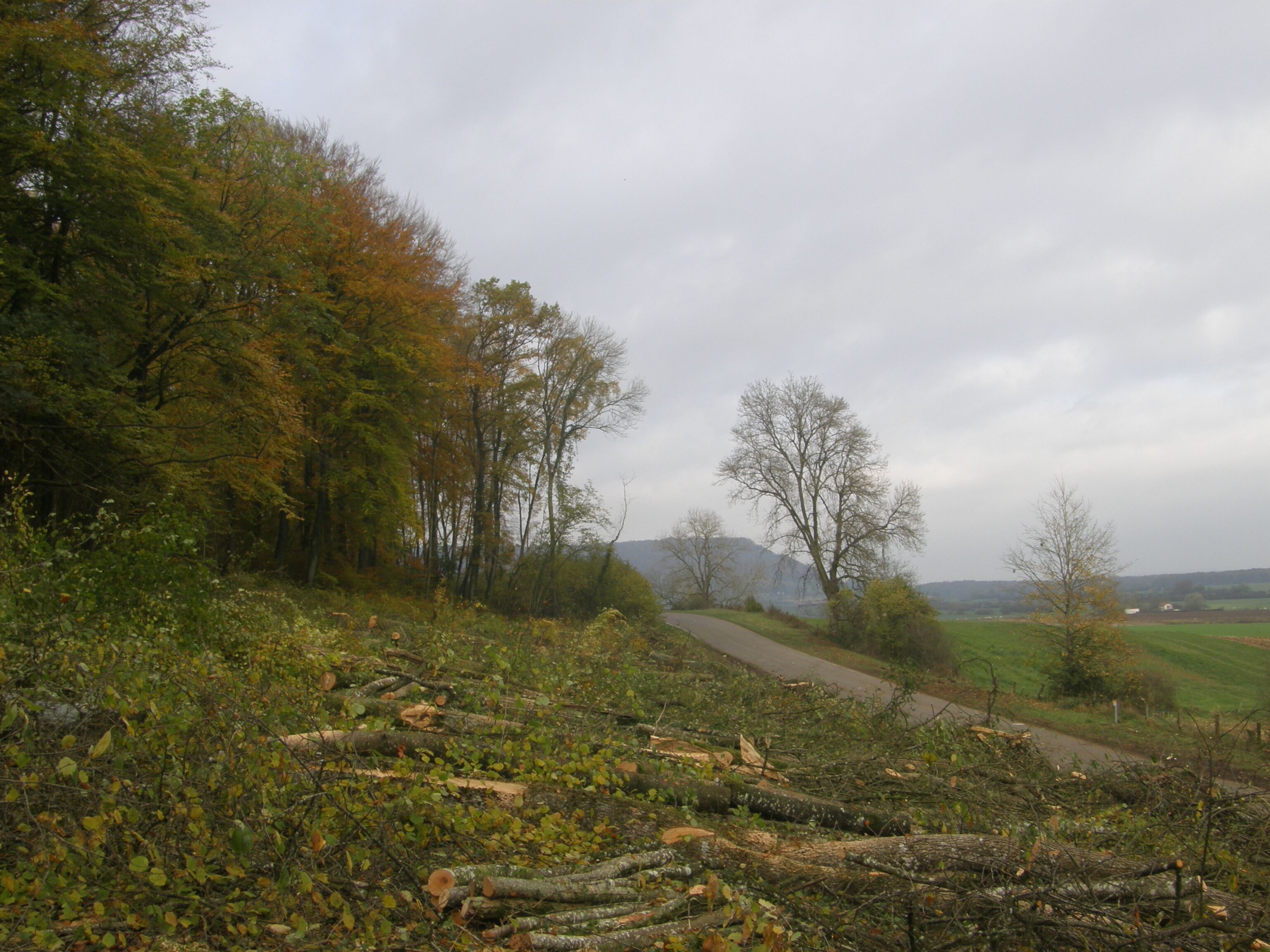 Coupe à blanc entre Réville-aux-Bois et Écurey-en-Verdunois. Novembre 2017.