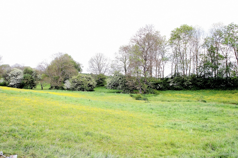 Un campo cubierto de hierba con flores amarillas y árboles al fondo.