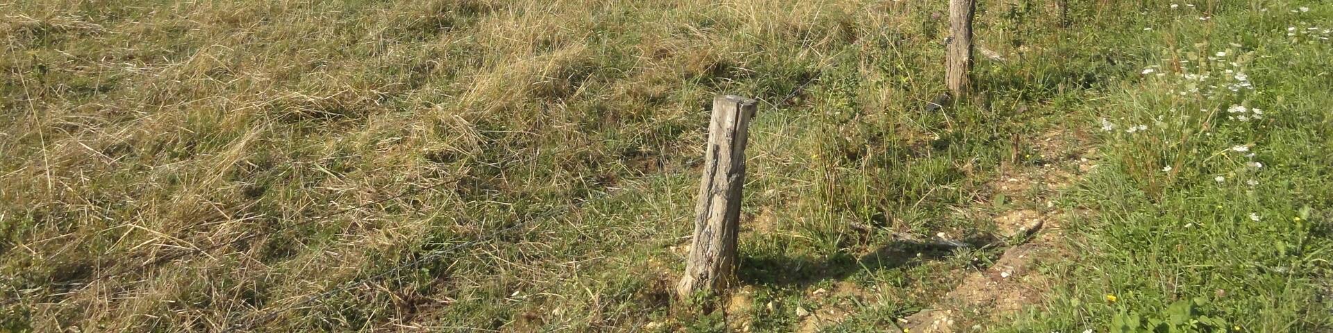 Laneuveville-derrière-Foug (Meurthe-et-M.) Bois de Pagney