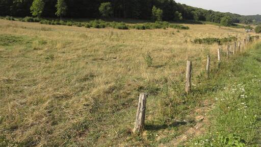 Laneuveville-derrière-Foug (Meurthe-et-M.) Bois de Pagney