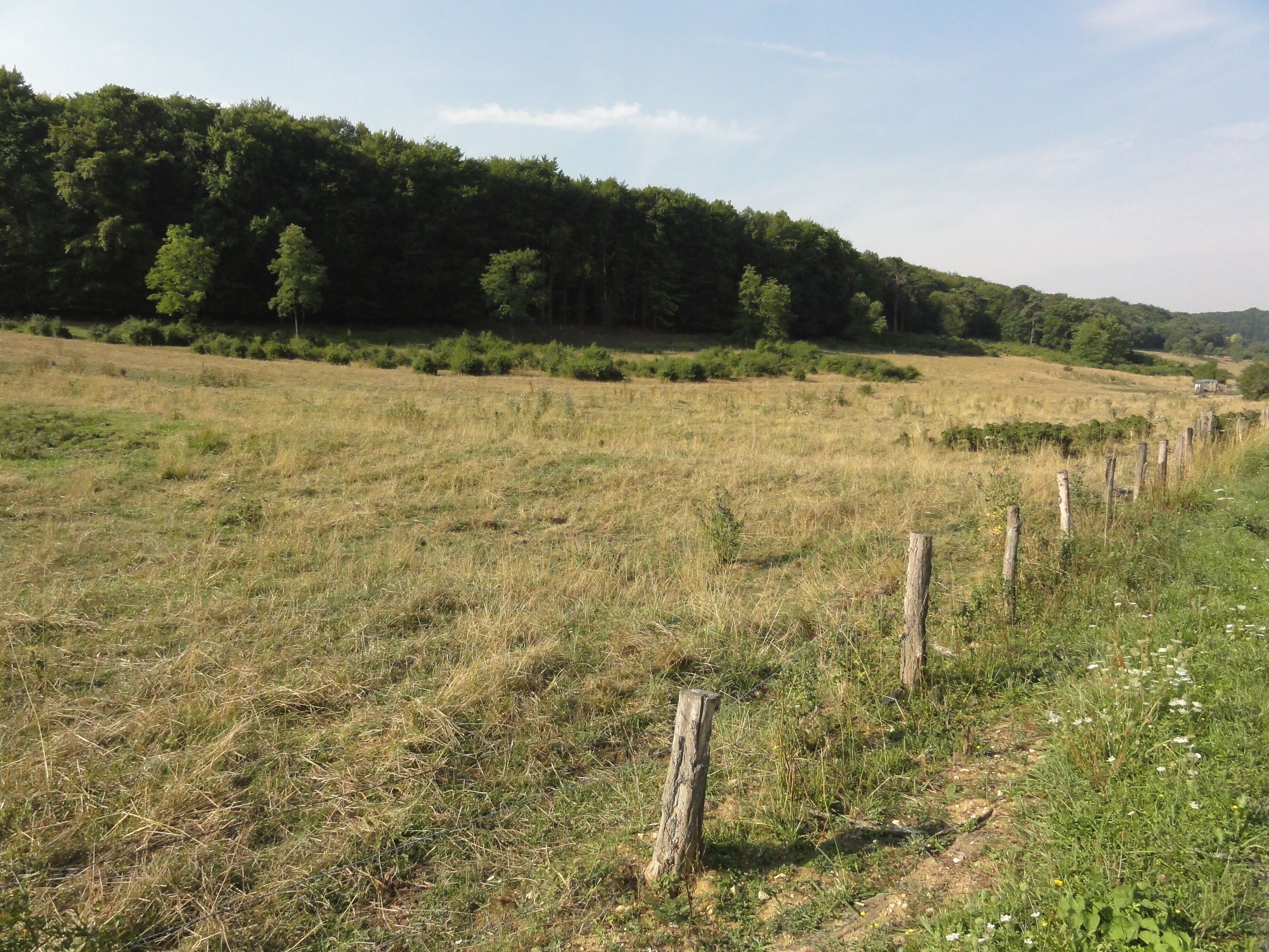 A grassy field with a wooden fence and a forested hill in the background.