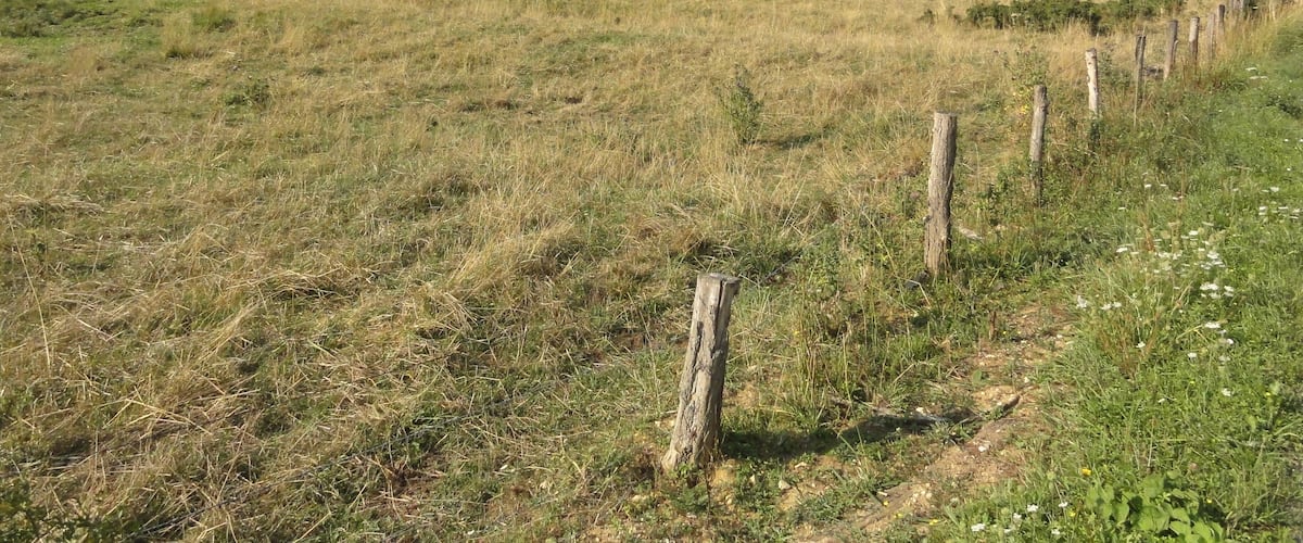 A grassy field with a wooden fence and a forested hill in the background.