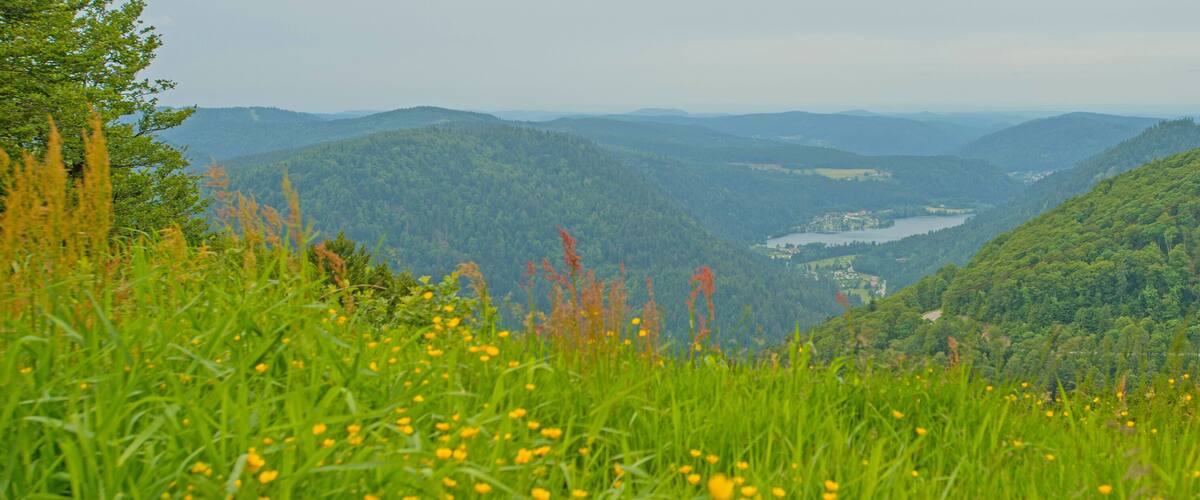 Meadows in mountains in summer