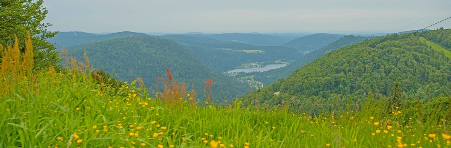 Meadows in mountains in summer
